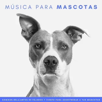 Música Para Mascotas: Sonidos Relajantes De Pájaros Y Viento Para Desestresar A Tus Mascotas by Radio 1 Pajaros y Ranas