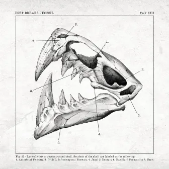 Fossil by Dust Breaks