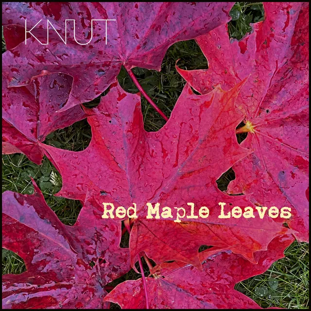 Red Maple Leaves