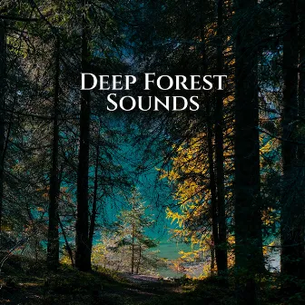 Deep Forest Sounds - Connection With The Inner Peace (Calming Nature Noises) by Relaxing Nature Essence