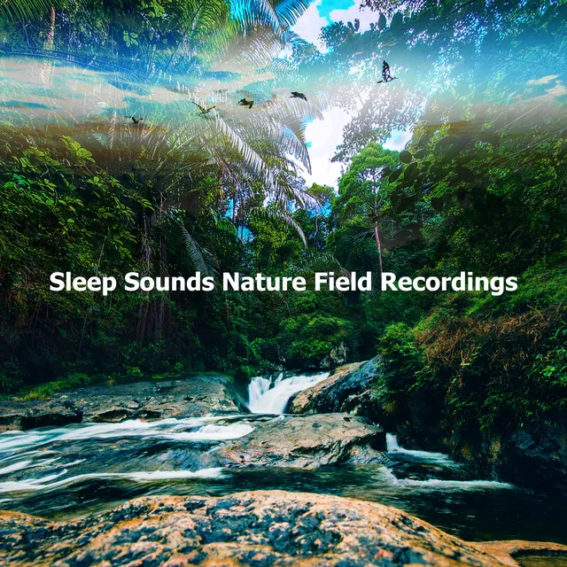 Sleep Sounds Nature Field Recordings