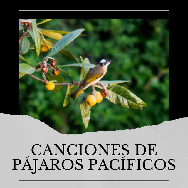 Canciones de Pájaros Pacíficos