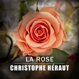 La rose by Christophe Héraut