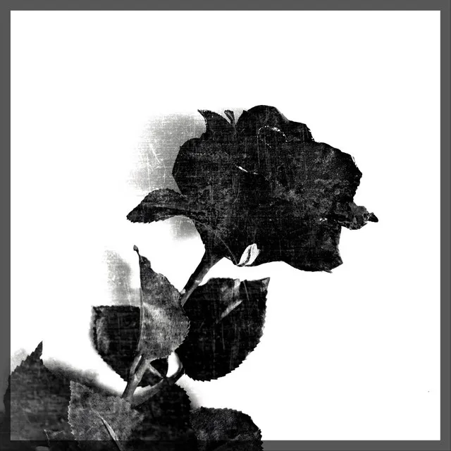 Black Rose