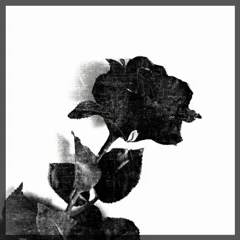 Black Rose by Soul Point