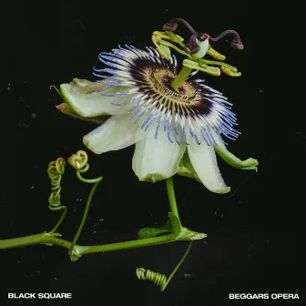 Beggars Opera by Black Square