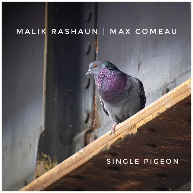 Single Pigeon