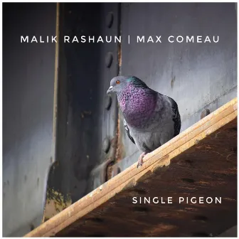 Single Pigeon by Malik Rashaun