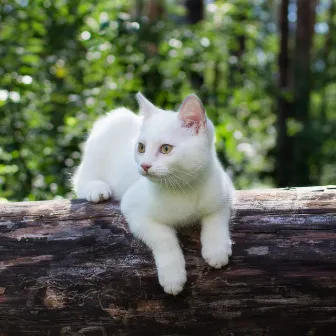 Cozy Nature's Harmony: Ambient Melodies to Soothe and Delight Cats by Soothing Restorations