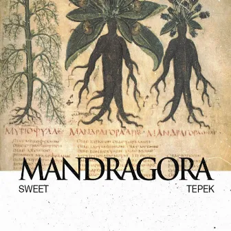 Mandragora by Sweet