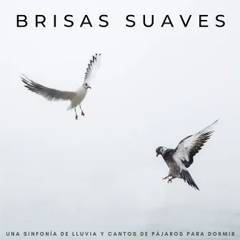 Brisas Suaves: Una Sinfonía De Lluvia Y Cantos De Pájaros Para Dormir by Sonidos De Pajaros