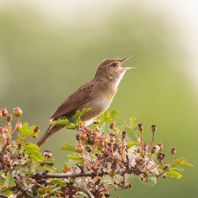 Birds Singing