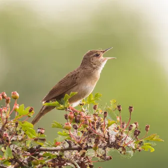 Birds Singing In The Forest by Birds Singing