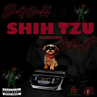 Shih Tzu by Shorty Dondada