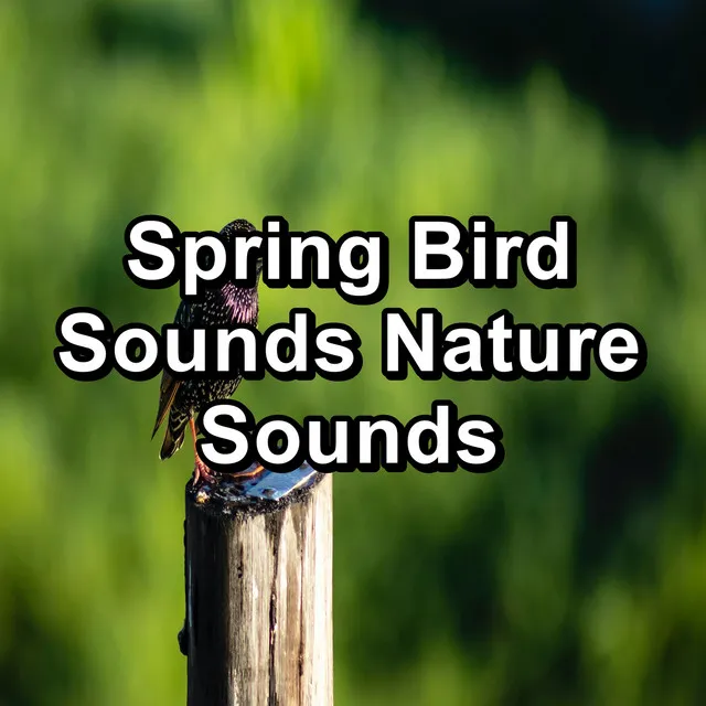 Spring Bird Sounds Nature Sounds