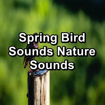 Spring Bird Sounds Nature Sounds by Nature Bird Sounds