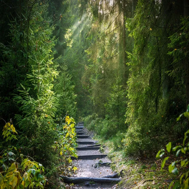 Wald, Natur und Vogelgeräusche zum Einschlafen