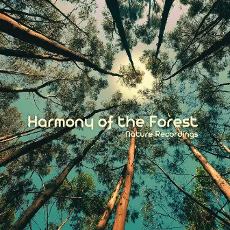 Harmony of the Forest by Nature Recordings