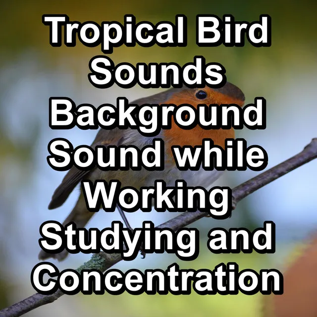 Tropical Bird Sounds Background Sound while Working Studying and Concentration