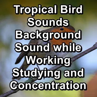 Tropical Bird Sounds Background Sound while Working Studying and Concentration by Nature And Bird Sounds