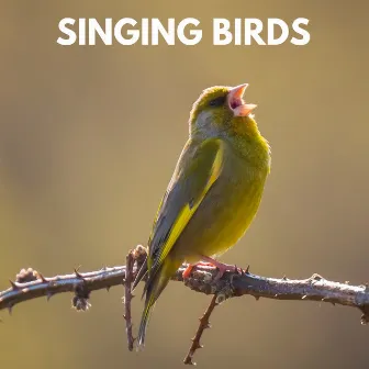 Singing Birds by Bird and Nature Sounds