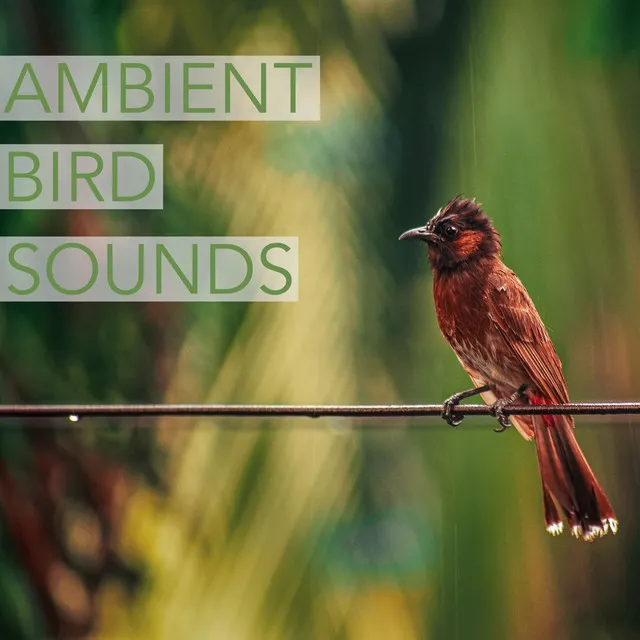 Ambient Bird Sounds