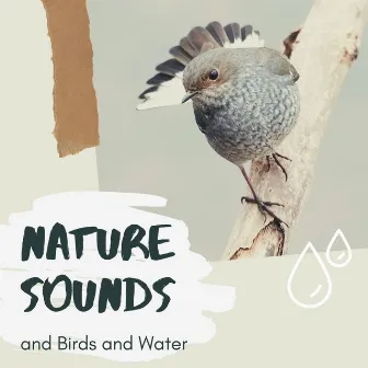 Nature Sounds and Birds and Water by Ayurveda Massage Music Specialists