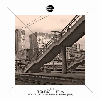 Lupina by Eloquence