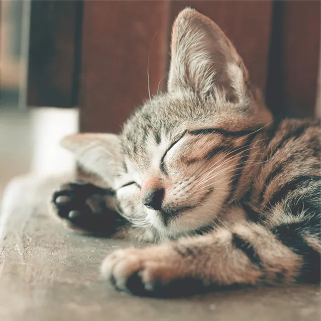 100 Calming Melodies for Cat Stress Relief