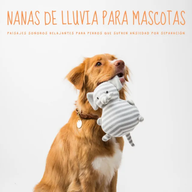 Nanas Lluviosas Para Mascotas: Paisajes Sonoros Relajantes Para Perros Que Sufren Ansiedad Por Separación