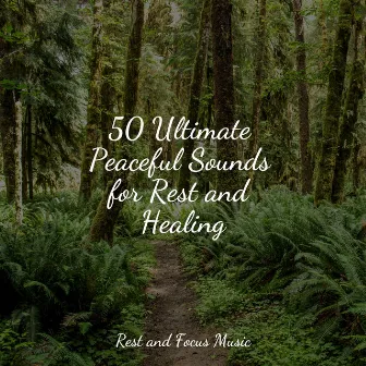 50 Ultimate Peaceful Sounds for Rest and Healing by Massagem Coleção de Músicas