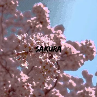 Sakura by Itaokka