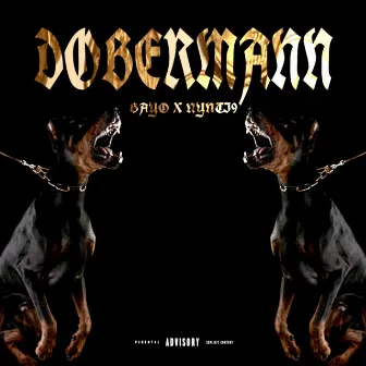 Dobermann by 