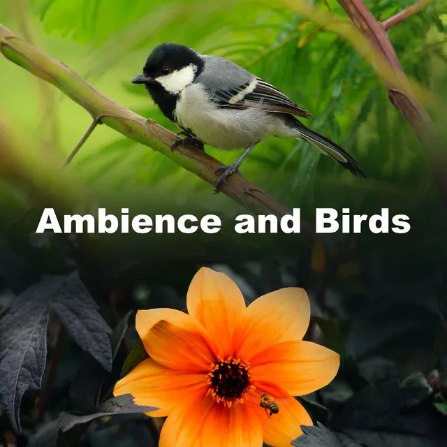 Ambience and Birds