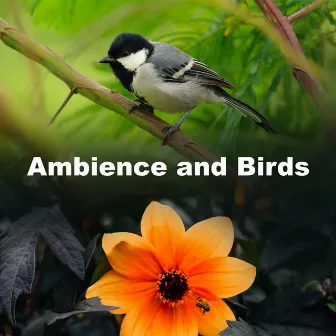 Ambience and Birds by Calming Bird Sounds