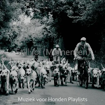 Stijlvol (Momenten) by Muziek voor Honden Playlists