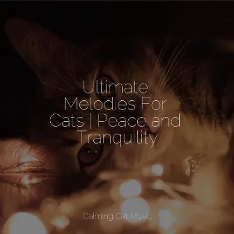 Ultimate Melodies For Cats | Peace and Tranquility by Cat Music