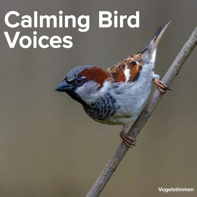 Calming Bird Voices