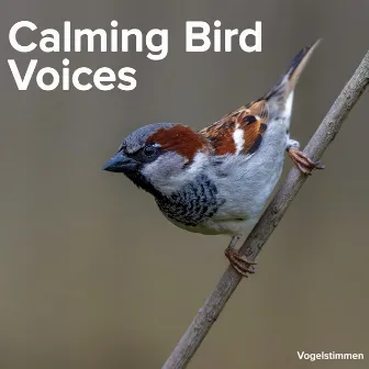 Calming Bird Voices by Vogelstimmen