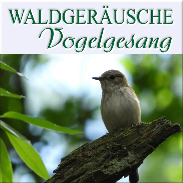 Waldgeräusche Vogelgesang