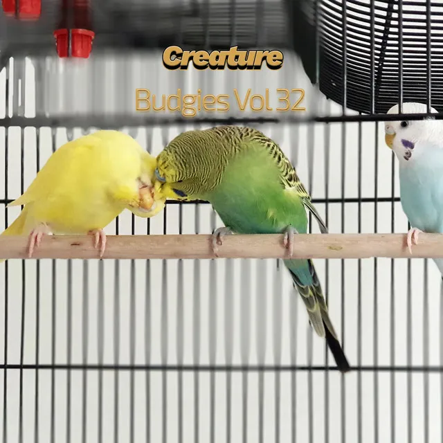 Budgies, Vol. 32