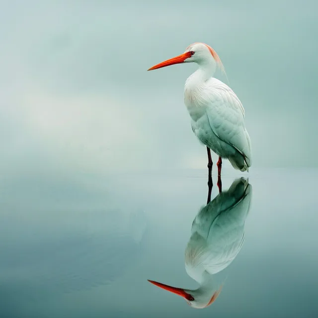 Canto De Las Aves Del Arroyo