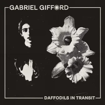 Daffodils in Transit by Gabriel Gifford