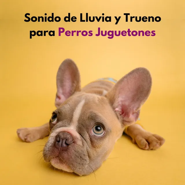 Sonido De Lluvia Y Truenos Mientras Juega Con Sus Perros