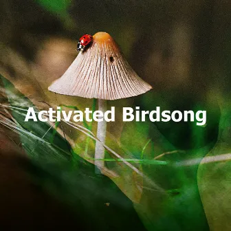 Activated Birdsong by Epic Nature Sounds