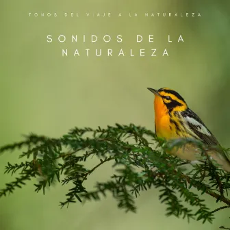 Sonidos De La Naturaleza: Tonos Del Viaje A La Naturaleza by Mejores Sonidos ASMR