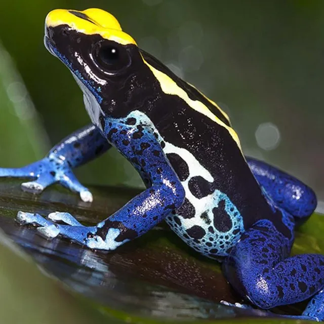 Poison Dart Frog