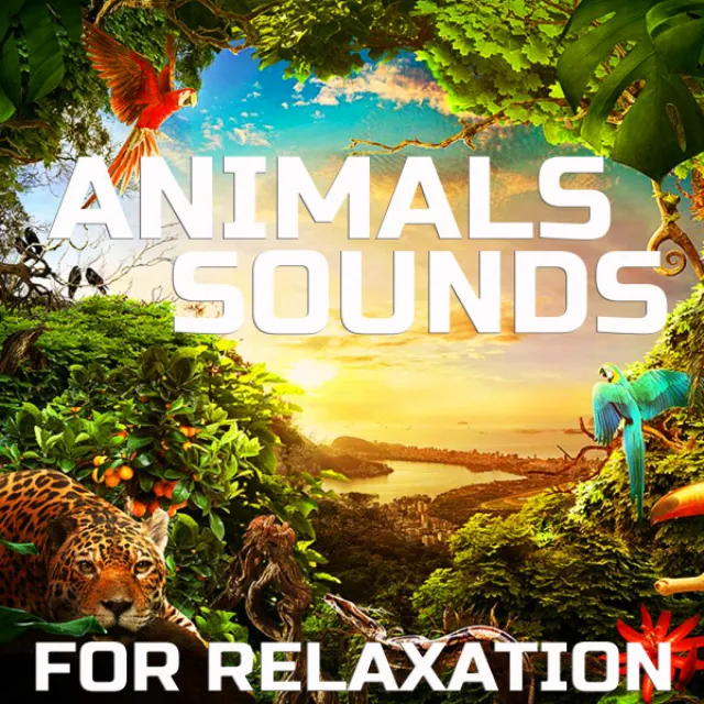 Animals Sounds for Relaxation