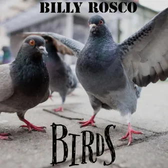 Birds by Billy Rosco