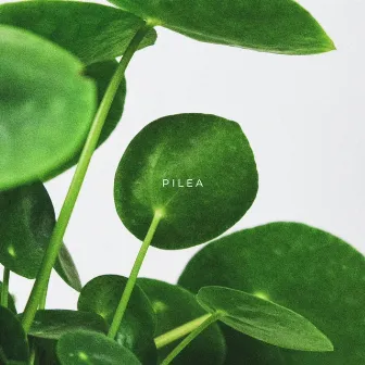 Pilea by Plant Guy